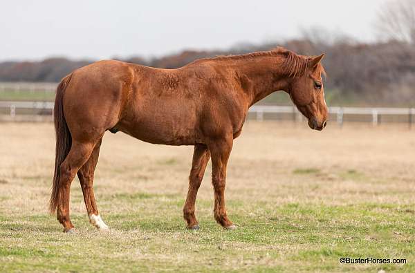 chestnut-blaze-horse