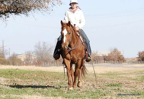 beginner-safe-quarter-horse