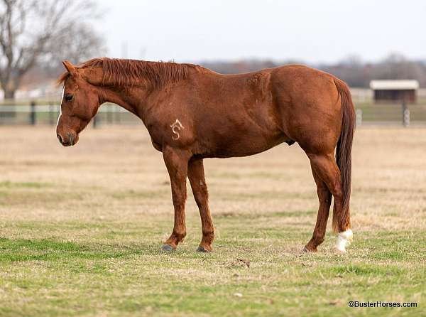 ranch-work-quarter-horse