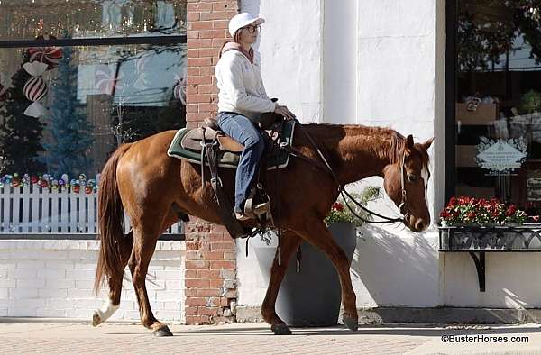 family-horse-quarter