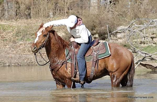 trail-quarter-horse