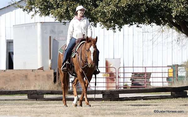 all-around-quarter-horse