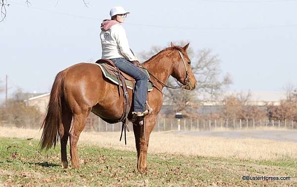 athletic-quarter-horse