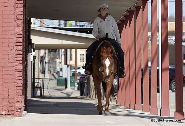 beginner-quarter-horse