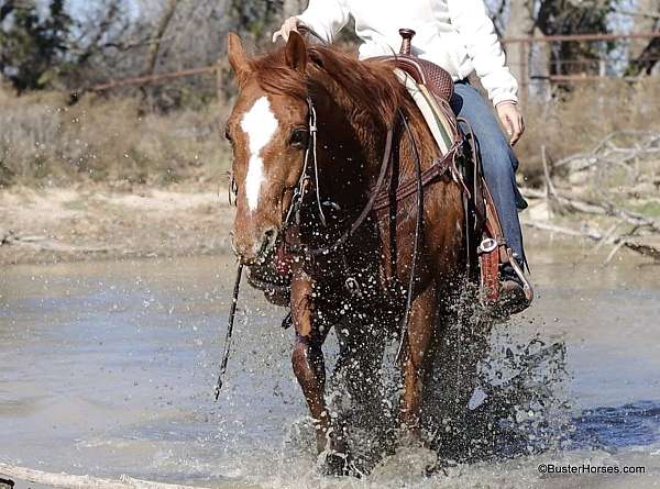 experienced-quarter-horse