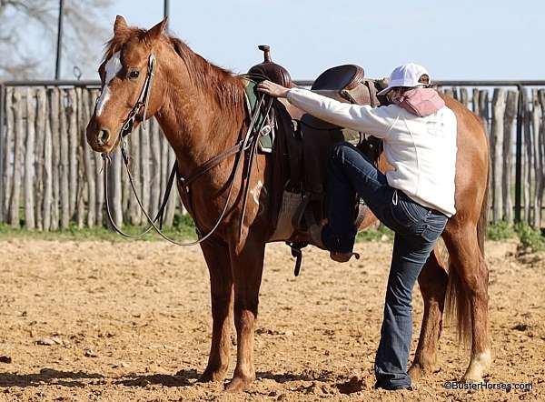 flashy-quarter-horse