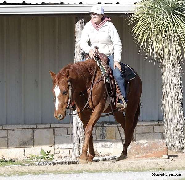 husband-safe-quarter-horse