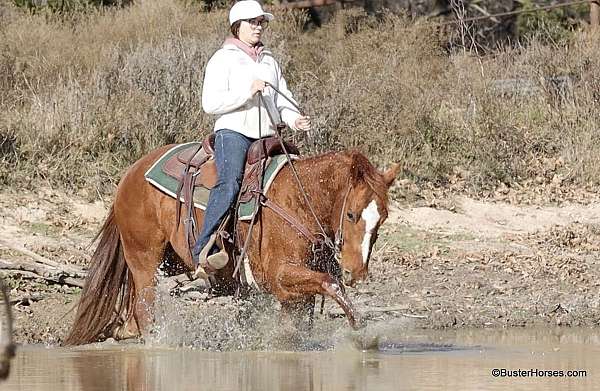 kid-safe-quarter-horse