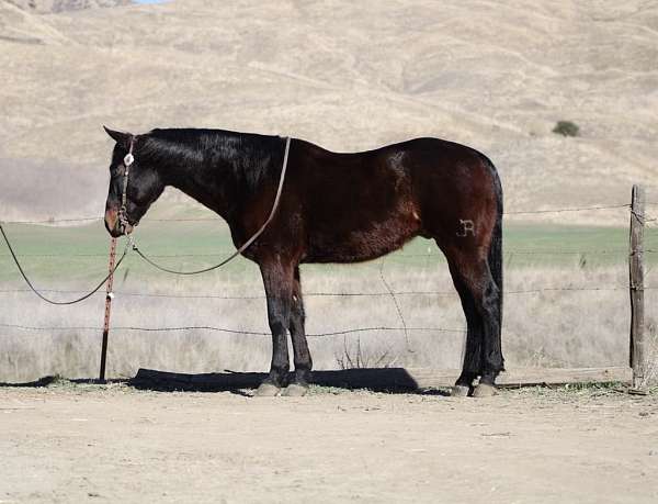 ranch-work-quarter-horse