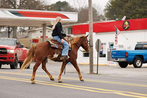 beginner-safe-quarter-horse