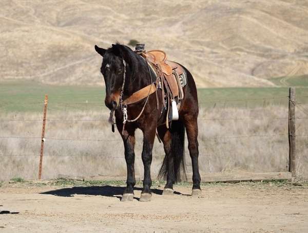 family-horse-quarter