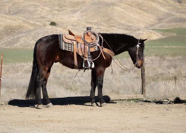 trail-quarter-horse