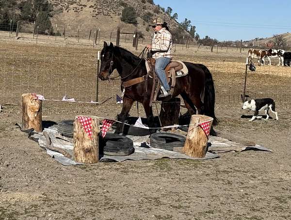 beginner-quarter-horse