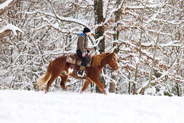 experienced-quarter-horse