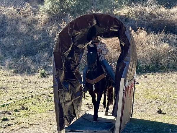 husband-safe-quarter-horse