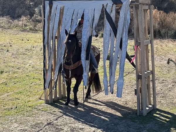 kid-safe-quarter-horse