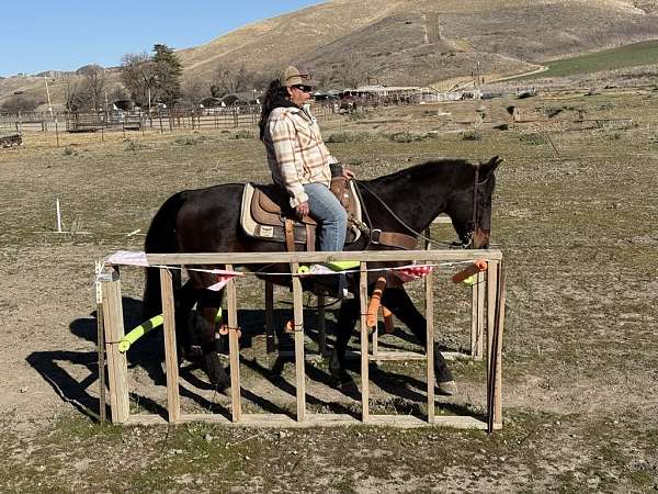 ranch-quarter-horse