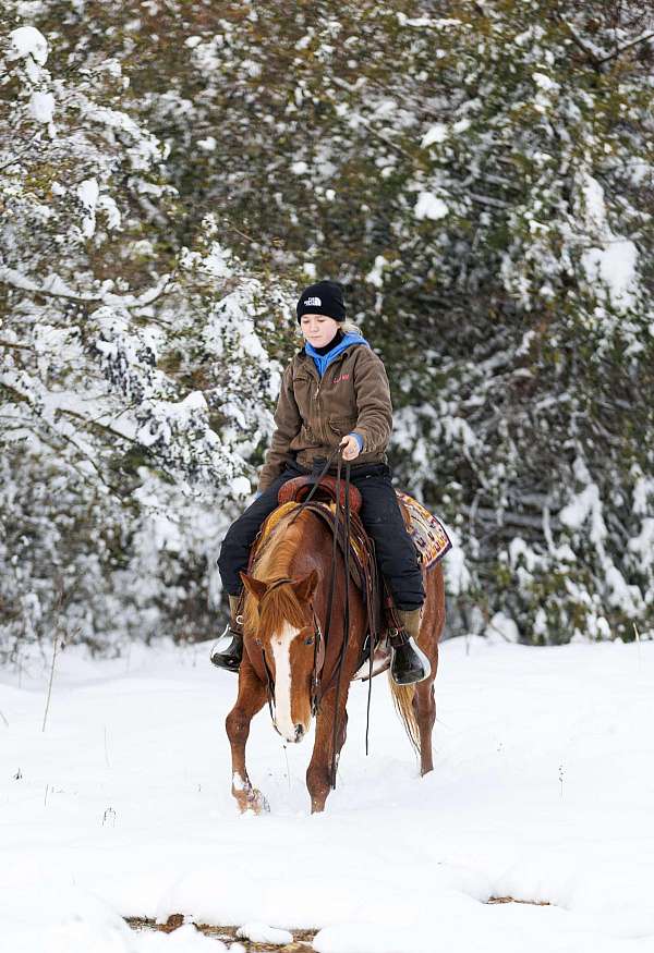 flashy-quarter-horse