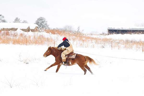 husband-safe-quarter-horse