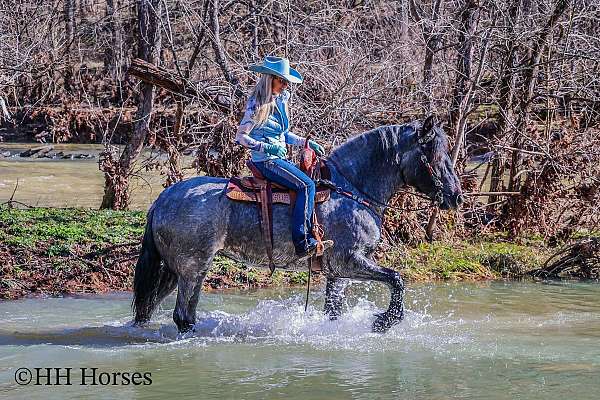 quarter-horse-missouri-fox-trotter