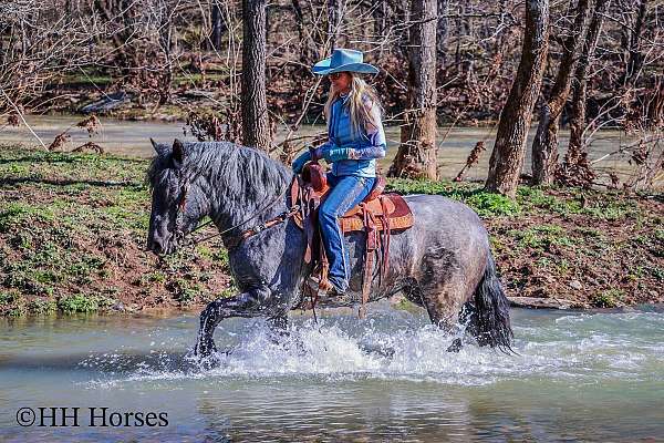 competitive-trail-missouri-fox-trotter-horse