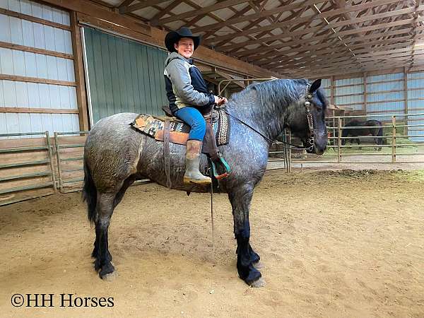 facebook-missouri-fox-trotter-horse