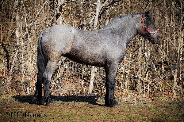 gaited-mule-missouri-fox-trotter-horse