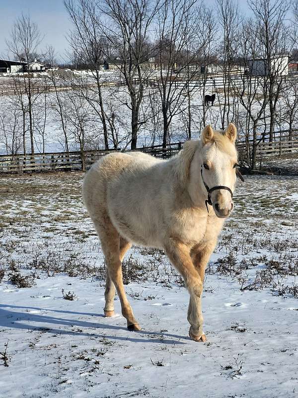 palomino-apha-aqha-filly-mare