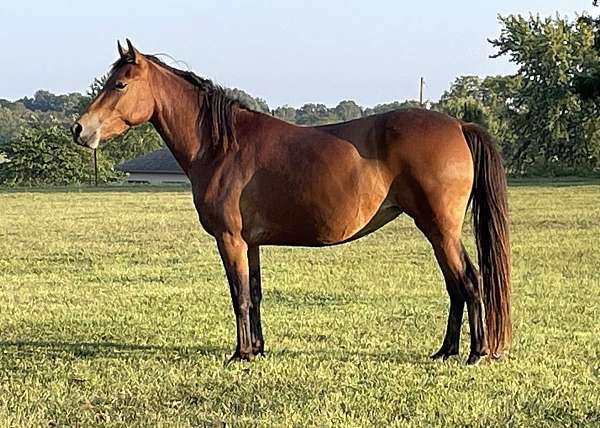 crossbred-pony-mare