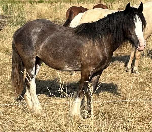 roan-palomino-foal