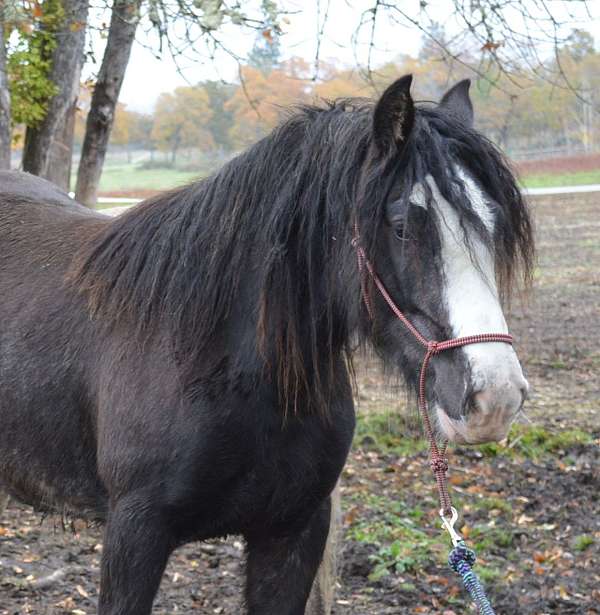 black-import-stallion-horse