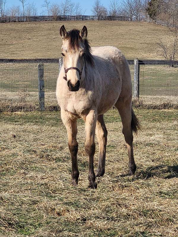 quarter-horse-for-sale