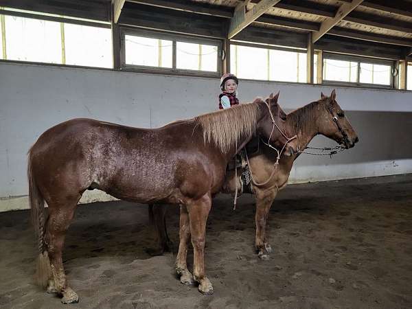 aqha-quarter-horse