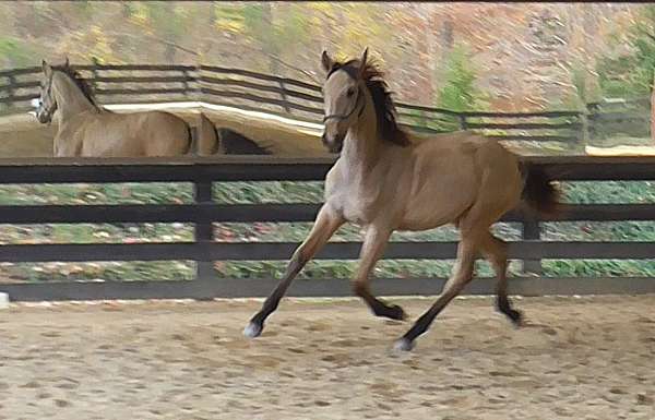 yearling-lusitano-horse