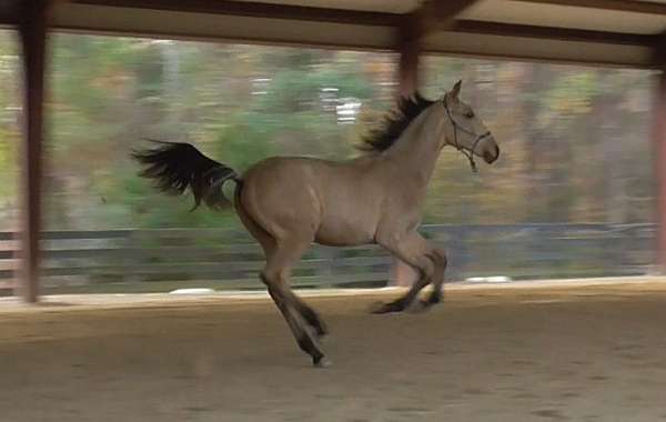 lider-seven-lusitano-horse