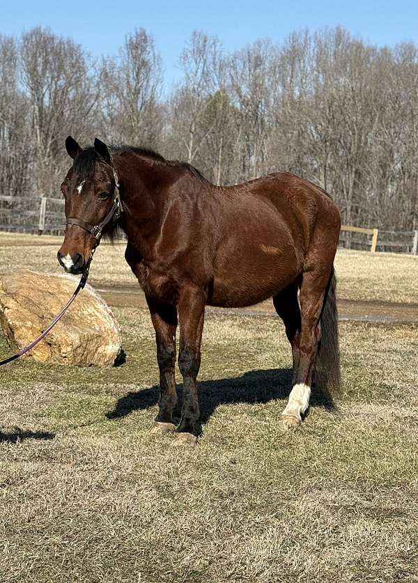 bay-quarter-pony-mare