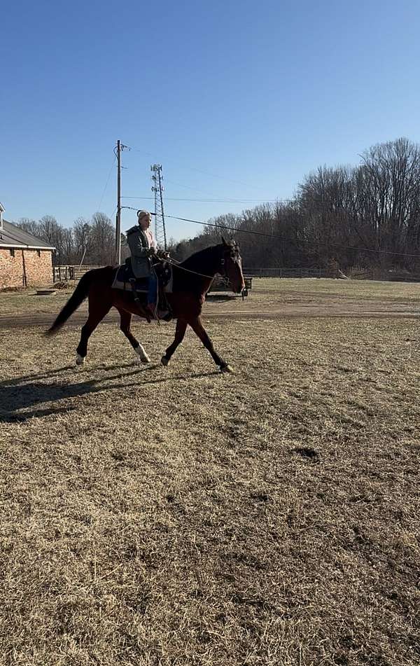 14-hand-quarter-pony-mare