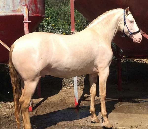 andalusian-horse-for-sale