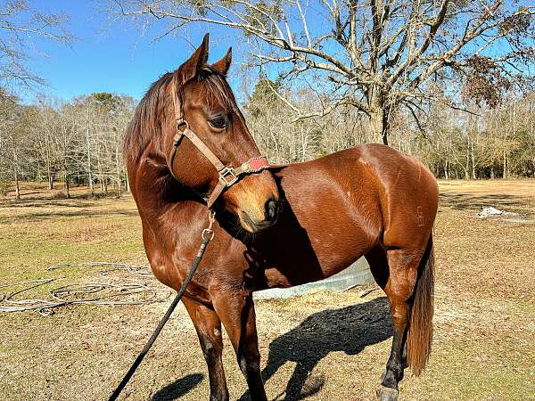 barrel-quarter-horse