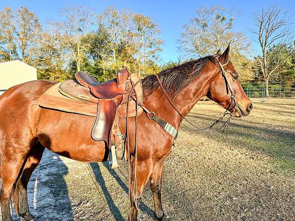 barrel-racing-quarter-horse