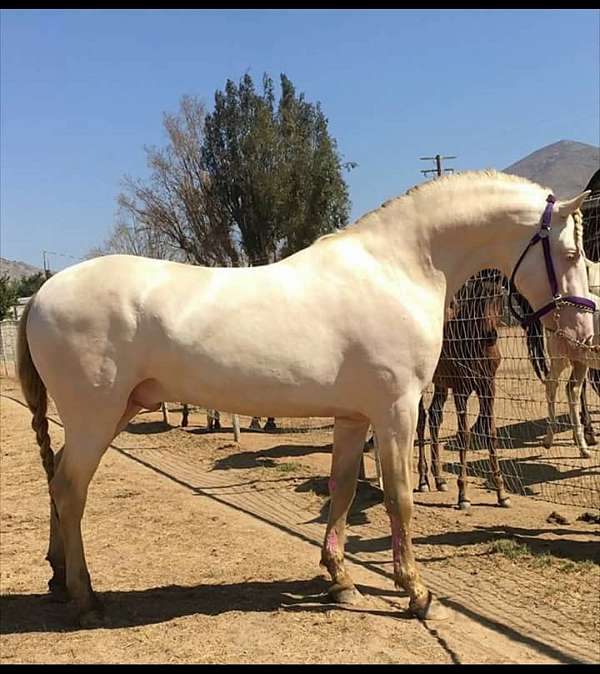 cremello-andalusian-palomino-stallion