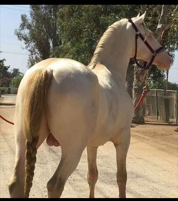 perlino-andalusian-palomino-stallion