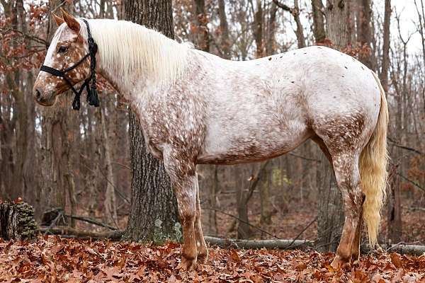 red-roan-blaze-pony