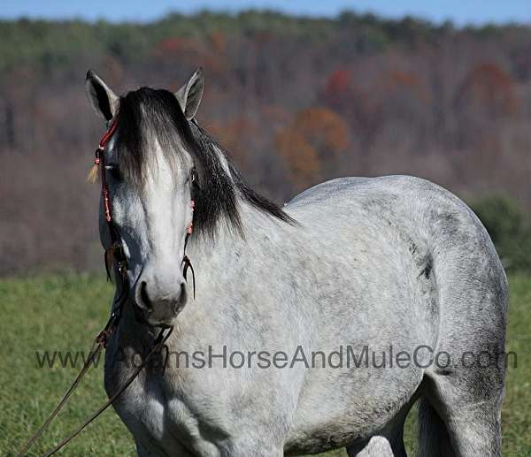 ranch-work-quarter-pony