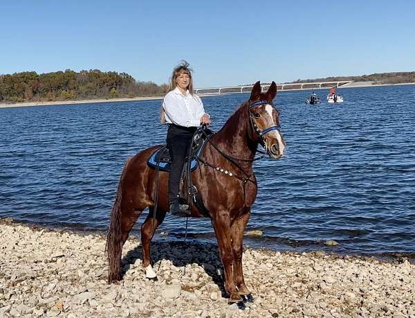 bright-missouri-fox-trotter-horse