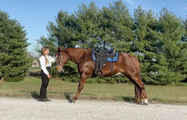 bright-red-missouri-fox-trotter-horse