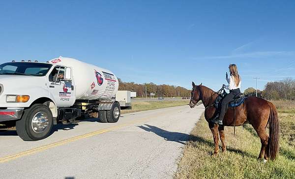 fun-horse-to-ride-missouri-fox-trotter