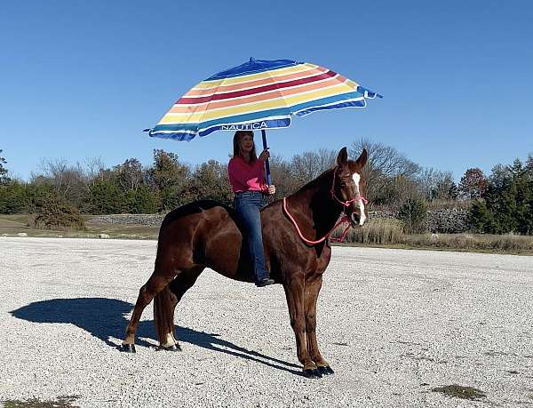 hair-missouri-fox-trotter-horse