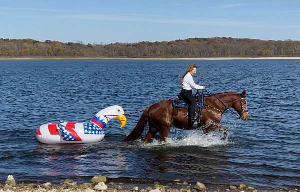 swimming-missouri-fox-trotter-horse