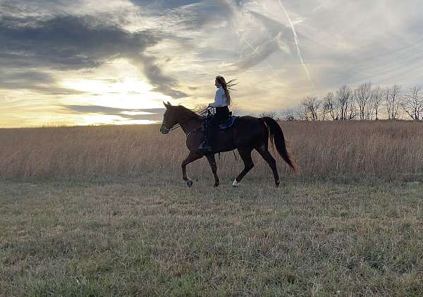 bright-red-gelding